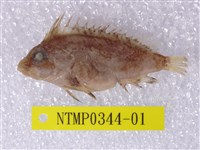 藏品(條紋裸絨鮋)的圖片